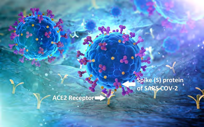 Role of ACE-2 Receptors in Multi-Systemic Manifestations of COVID-19