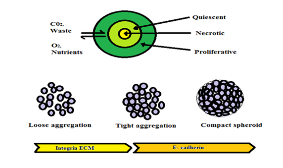 3d Synthetic Tumor Models Prospects and Challenges